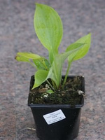 Funkia Sum Substance Hosta 