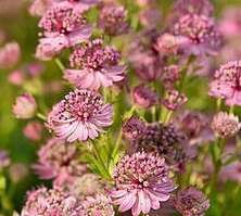 Jarzmianka większa Pink Button Astrantia Major 9-1l