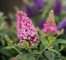 Budleja Butterfly Candy Little Pink Buddleja davidii 1l