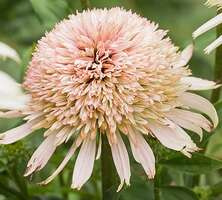 Jeżówka Cherry Fluff Echinacea 9