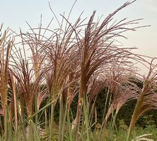 Miskant Chiński Malepartus Miscanthus Sinensis 1l