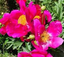 Piwonia Nippon Beauty Peonia (Paeonia) 2-3l