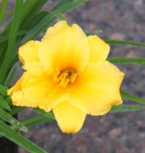 Liliowiec Mini Stella Hemerocallis 1l