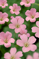 Bodziszek Endressa Wargrave Pink Geranium endressii 9