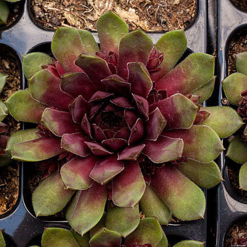 Rojnik Dr.Fritz Köhlein Sempervivum 9