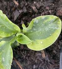 Funkia School Mouse Hosta 1l 