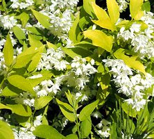 Żylistek Szorstki Aurea Deutzia Scabra 1l