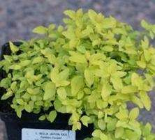 Tawuła japońska Golden Carpet  Spiraea japonica 1l