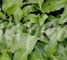 Funkia Invincible Hosta 1l