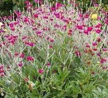 Firletka kwiecista Lychnis coronaria 9