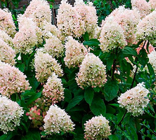 Hortensja bukietowa Magical Sweet Summer Hydrangea paniculata