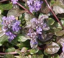 Dąbrówka rozłogowa Atropurpurea Ajuga Reptans