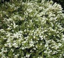 Żylistek Wysmukły Deutzia Gracilis 1l