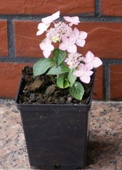 Hortensja Piłkowana Blue Deckle Hydrangea Serrata 1l