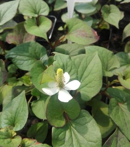 Pstrolistka sercowata Houttuynia cordata 9