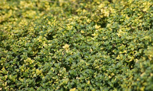 Macierzanka Cytrynowa Doone Valley Thymus Citriodorus