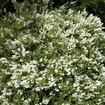 Żylistek Wysmukły Deutzia Gracilis 1l