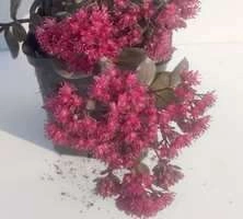 Rozchodnik SunSparkler® Dazzlebery Sedum 9