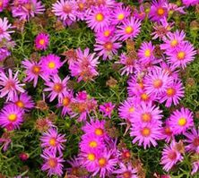 Aster krzaczasty Alice Haslam Aster dumosus 9