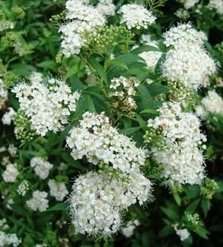 Tawuła japońska Alba Plena Spiraea japonica 9-1l