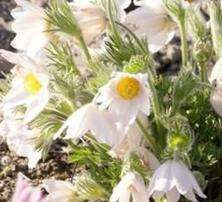 Sasanka Pinwheel White Pulsatilla Vulgaris 9