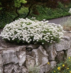 Ubiorek wiecznie zielony Snowflake Iberis Sempervirens 9