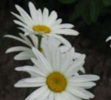 Złocień właściwy Sieger Chrysanthemum Leucanthemum 9