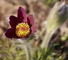 Sasanka Pinwheel Dark Red Shades Pulsatilla Vulgaris