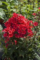 Floks, Płomyk Flame Red Phlox Paniculata 9