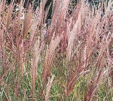 Miskant Chiński Kleine Silberspinne Miscanthus Sinensis 1l