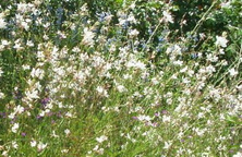 Gaura Snowbird Gaura lindheimeri 1l