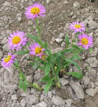 Aster alpejski Happy End Aster apinus 9