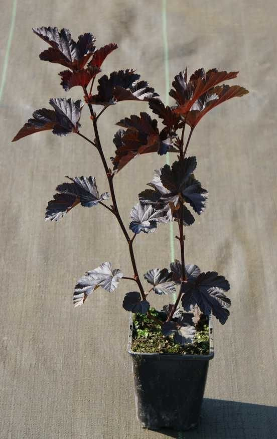 Pęcherznica kalinolistna Black Magic Physocarpus opulifolius