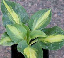 Funkia Chain Lightning Hosta  2l