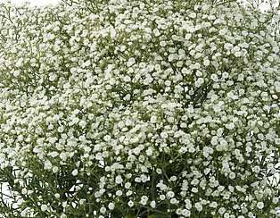 Gipsówka Wiechowata Festival White Flare Gypsophila Paniculata 1l