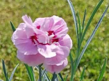 Goździk pierzasty Angel of Virtue Dianthus Plumarius 9