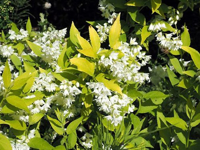 Żylistek Szorstki Aurea Deutzia Scabra 1l