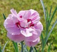 Goździk pierzasty Angel of Virtue Dianthus Plumarius 9