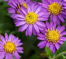 Aster Ezo Murazaki Aster ageratoides 9