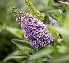 Budleja Butterfly Candy Little Lila Buddleja davidii 1l