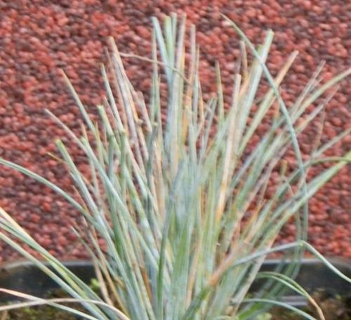 Kostrzewa sina Uchte Festuca Glauca 9