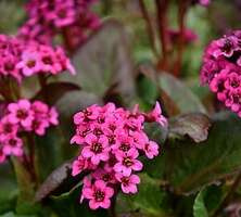 Bergenia Vintage Pink Bergenia 9-11