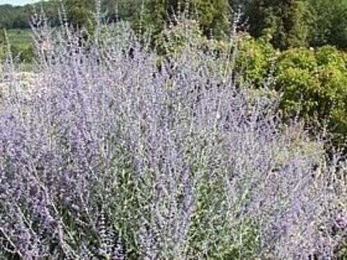 Perowskia Łobodolistna Blue Spire Perovskia Atriplicifolia 1l