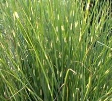 Miskant Chiński Pünktchen Miscanthus Sinensis1l