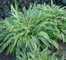 Funkia Stiletto Hosta 1l