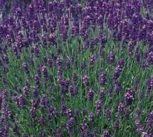 Lawenda wąskolistna Hidcote Blue Lavandula Angustifolia 9