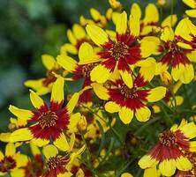 Nachyłek Okółkowy Firefly Coreopsis Verticilata 9