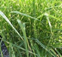 Miskant Chiński Pünktchen Miscanthus Sinensis1l