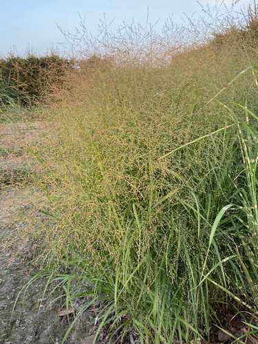 Proso Rózgowe Strictum Panicum Virgatum 9