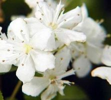 Żylistek Szorstki Gracilis Deutzia Scabra 1l